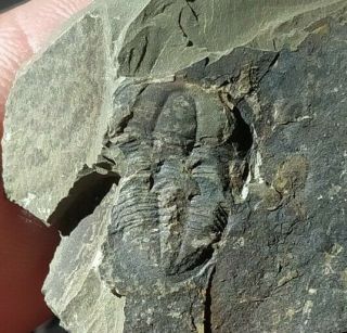 Rare Chanqingia Trilobite,  Middle Cambrian,  Shandong,  China,  15mm