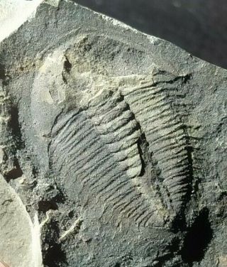 Two Rare Eymekops Trilobites,  Middle Cambrian,  Shandong,  China,  25mm & 6mm