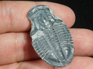 A 100 Natural 500 Million Year Old Asaphiscus Trilobite Fossil Utah 12.  01