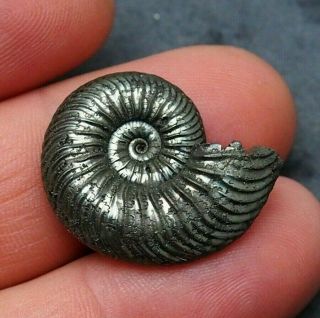 27mm Quenstedtoceras Pyrite Ammonite Fossils Callovian Fossilien Russia Pendant