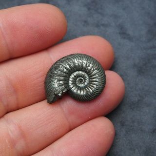 27mm Quenstedtoceras Pyrite Ammonite Fossils Callovian Fossilien Russia pendant 2