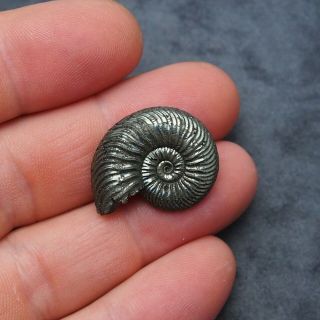 27mm Quenstedtoceras Pyrite Ammonite Fossils Callovian Fossilien Russia pendant 3