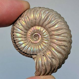 3,  6 Cm (1,  4 In) Ammonite Vertumniceras Pyrite Jurassic Russia Fossil Ammonit