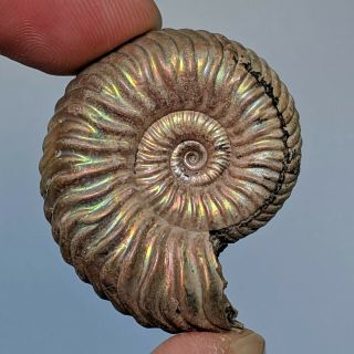 3,  6 cm (1,  4 in) Ammonite Vertumniceras pyrite jurassic Russia fossil ammonit 2