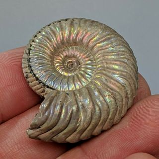 3,  6 cm (1,  4 in) Ammonite Vertumniceras pyrite jurassic Russia fossil ammonit 3