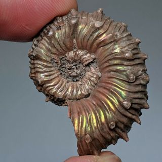 3,  6 cm (1,  4 in) Ammonite Kosmoceras pyrite jurassic Russia fossil ammonit 2