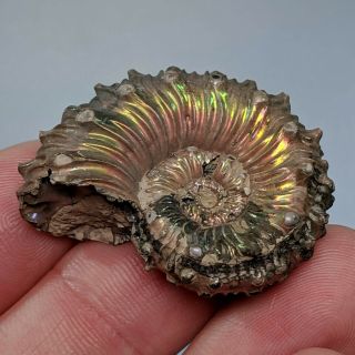 3,  6 cm (1,  4 in) Ammonite Kosmoceras pyrite jurassic Russia fossil ammonit 3