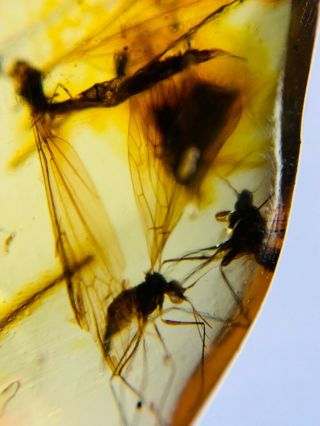 3 Mecoptera Scorpion Fly Burmite Myanmar Burma Amber Insect Fossil Dinosaur Age