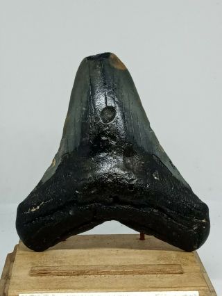609.  4.  20 " Megalodon Shark Tooth Fossil 100 Authentic.