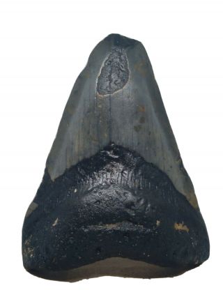 781.  4.  20 " Megalodon Shark Tooth Fossil 100 Authentic.