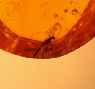 Chironomid With Beetle In Authentic Dominican Amber Fossil Gemstone