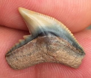 Perfect Real Rare Fossil Aurora Nc Extinct Tiger Shark Tooth Teeth Megalodon Au