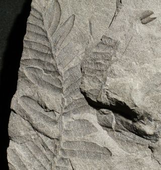 Fossil Plant V Rare Neuralethopteris Neuropteroides European Coal Age Tree Fern