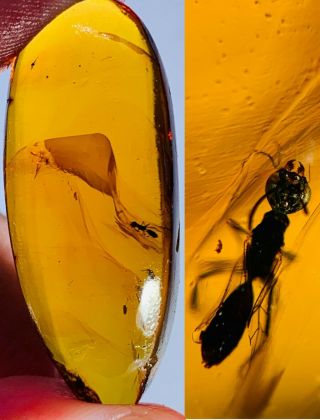 4.  65g Hymenoptera Wasp Bee Burmite Myanmar Amber Insect Fossil Dinosaur Age