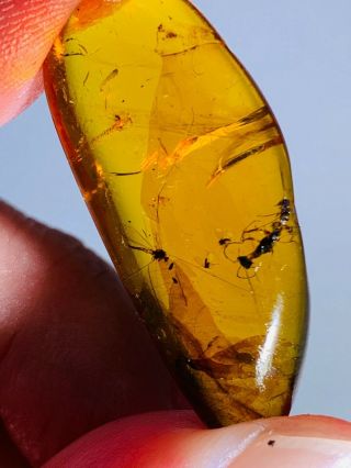 2.  7g Wasp&mosquito Fly Burmite Myanmar Burmese Amber Insect Fossil Dinosaur Age