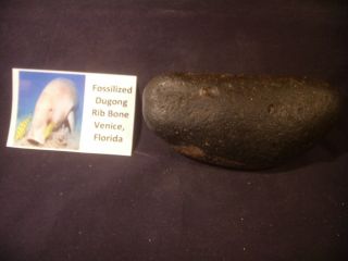 Fossilized Dugong Rib Bone Venice,  Florida