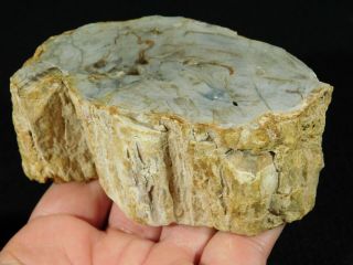 A Larger 210 Million Year Old Polished Petrified Wood Fossil Madagascar 463gr