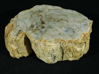 A Larger 210 Million Year Old Polished Petrified Wood Fossil Madagascar 463gr 2