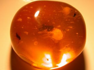 5 Insects With Ancient Fungus In Authentic Dominican Amber Fossil Gemstone