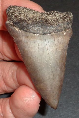 Large 2.  208 " Mako Shark Tooth Fossil From South Carolina Shark Tooth Guide