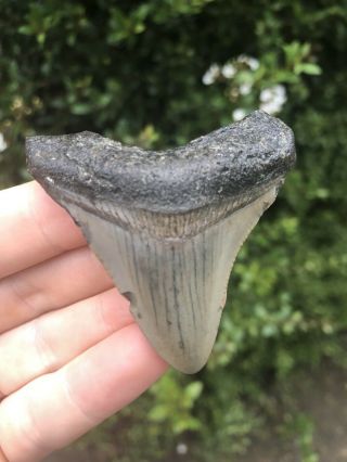 Huge 2.  24” Megalodon Tooth Fossil Shark Teeth Natural No Restoration