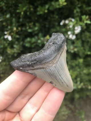 Huge 2.  24” Megalodon Tooth Fossil Shark Teeth Natural No Restoration 2