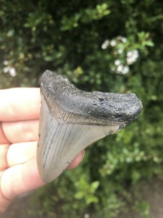 Huge 2.  24” Megalodon Tooth Fossil Shark Teeth Natural No Restoration 3