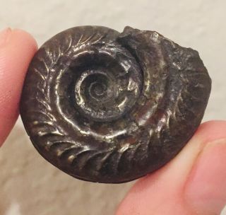 France Fossil Ammonite Hildoceras Jurassic Fossil