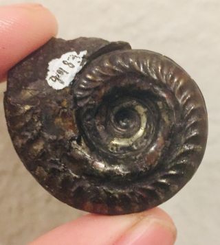 France Fossil Ammonite Hildoceras Jurassic Fossil 2