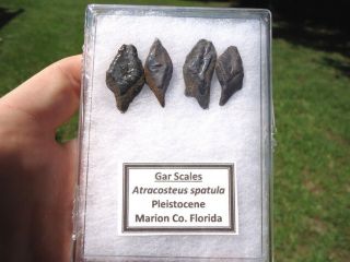 4 Alligator Gar Scales Florida Fossils Labeled Display Case Fish Bones Skeleton