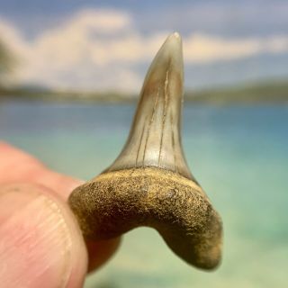 1.  20” Bakersfield Mako Shark Tooth - Very - Isurus Planus