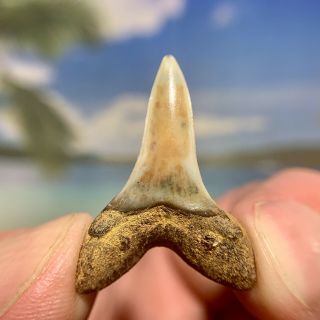 1.  20” Bakersfield Mako Shark Tooth - Very - Isurus Planus 2