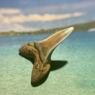 1.  20” Bakersfield Mako Shark Tooth - Very - Isurus Planus 3