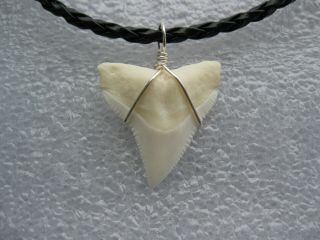Shark Tooth Necklace,  1 " Real Bull Shark Tooth - Silver Plated Wire Wrapped