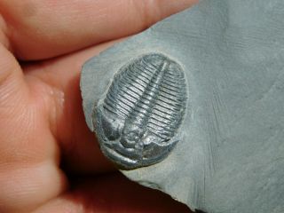 A Perfect 100 Natural Cambrian Era Utah Elrathia Trilobite Fossil 20.  2gr C