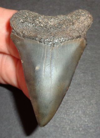 Large 2.  072 " Mako Shark Tooth Fossil From South Carolina Shark Tooth Guide