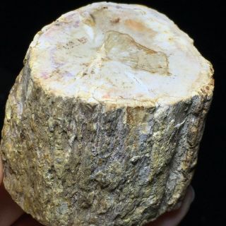 167g Rare Natural Petrified Wood Crystal Polished Slice Madagascar A7166