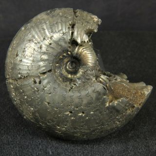 4.  8cm/1.  9in Pyrite Ammonite Funiferites Allae Jurassic Callovian Fossil Russia