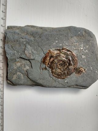 Double Fossil Psiloceras Planorbis Pearl Iridescent Ammonite Jurassic Uk