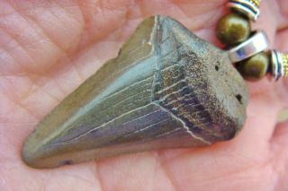 1 - 3/8 " Megalodon Great White Shark Tooth Teeth Pendant Jewelry S.  C.  Fossil