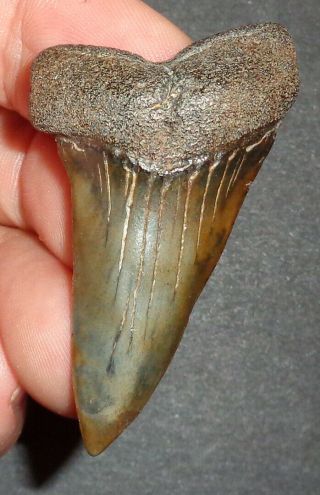 Large 2.  042 " Mako Shark Tooth Fossil From South Carolina Shark Tooth Guide