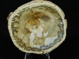 A Polished 211 Million Year OLD Petrified Wood Fossil Slab Madagascar 108gr 3