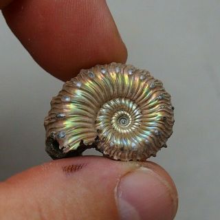 27mm Kosmoceras Sp.  Pyrite Ammonite Fossils Fossilien Russia Pendant