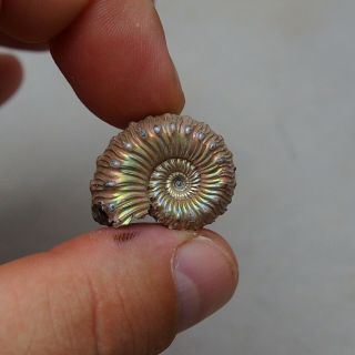 27mm Kosmoceras sp.  Pyrite Ammonite Fossils Fossilien Russia pendant 2