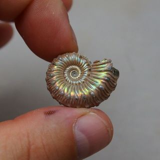 27mm Kosmoceras sp.  Pyrite Ammonite Fossils Fossilien Russia pendant 3