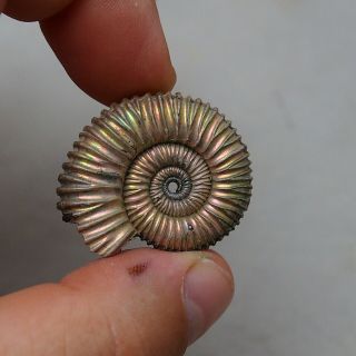 35mm Peltoceras Sp.  Pyrite Ammonite Fossils Fossilien Russia Pendant