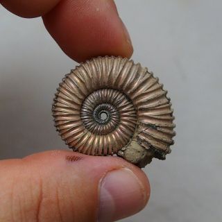 35mm Peltoceras sp.  Pyrite Ammonite Fossils Fossilien Russia pendant 3