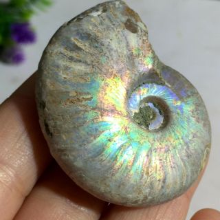 Rainbow Iridescent Ammonite Shell Specimen Madagascar 29g A0260