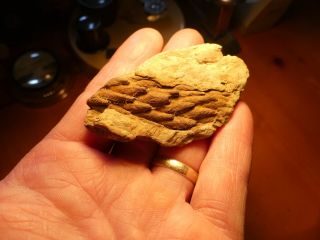 Plant Fossil Lepidodendron Growing Branch Tip In Acrylic Case Indiana 200729