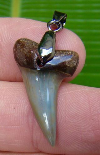 Mako Shark Tooth Necklace - 1 & 3/16 In.  Real Fossil - Sc River Find